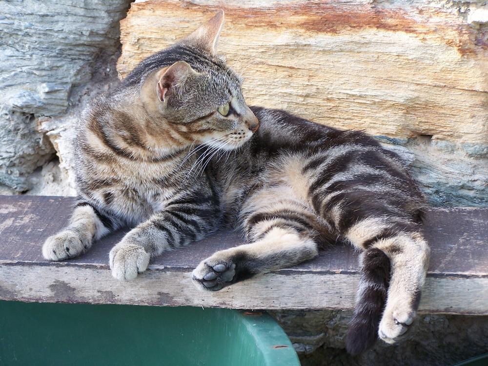 Gatto in libertà