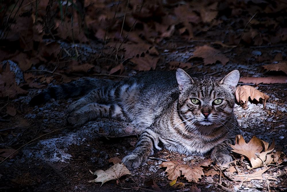 gatto in posa....