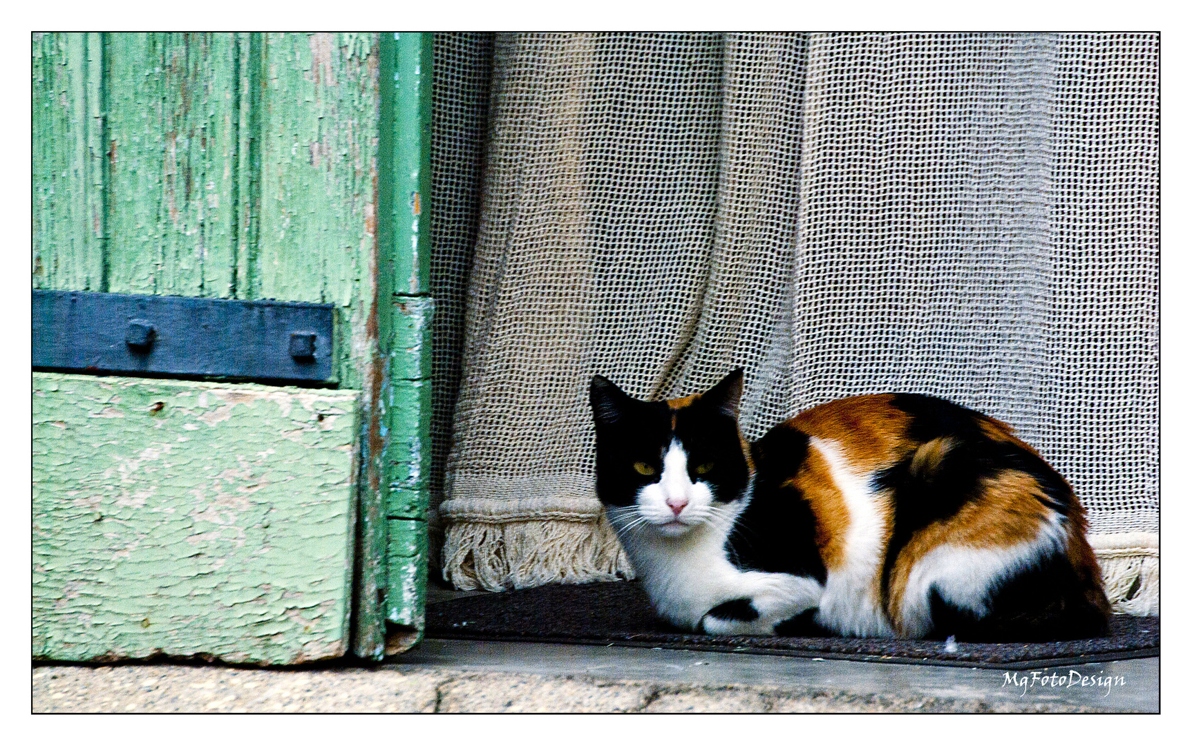 gatto macchiato