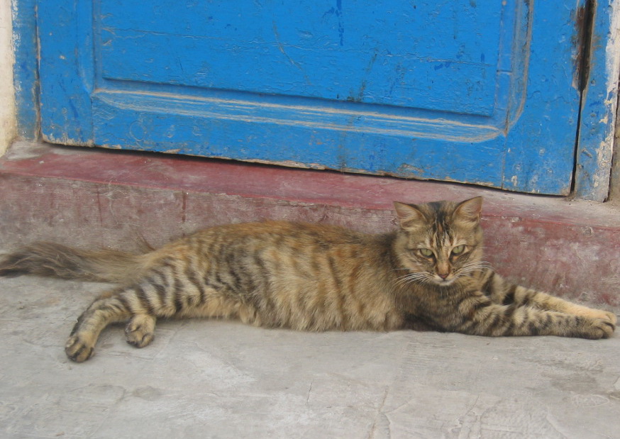 gatto marocchino