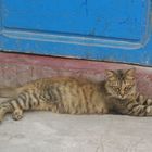 gatto marocchino