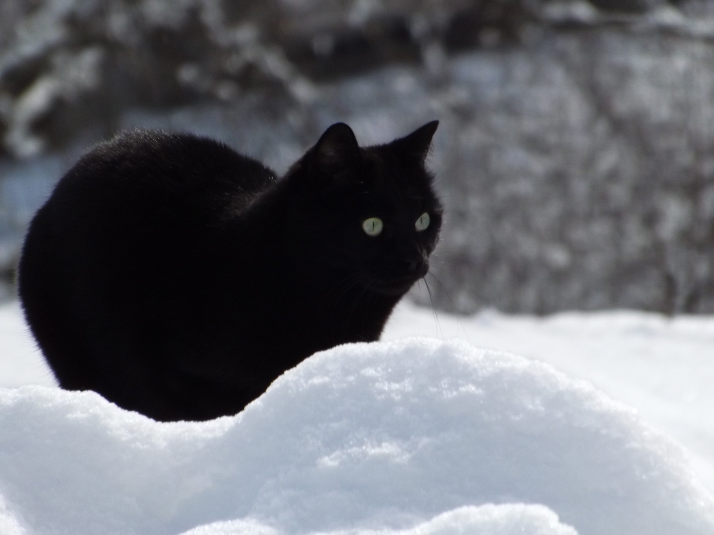 Gatto Nella Neve Foto Immagini Animali Animali Domestici E Da