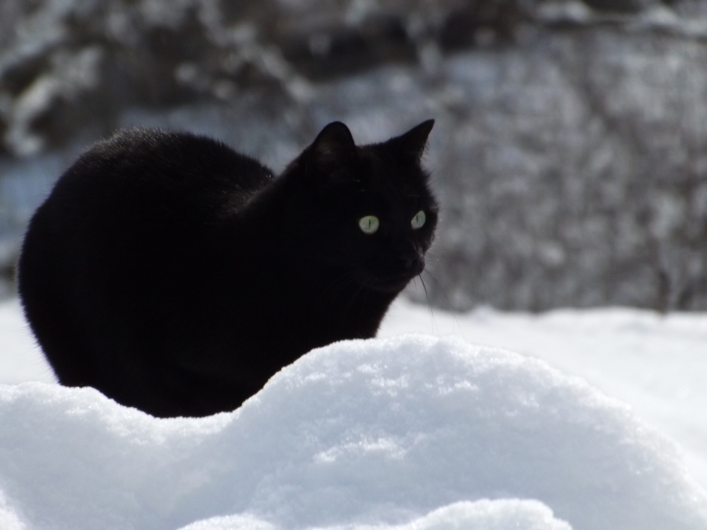 gatto nella neve