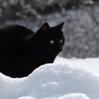 gatto nella neve