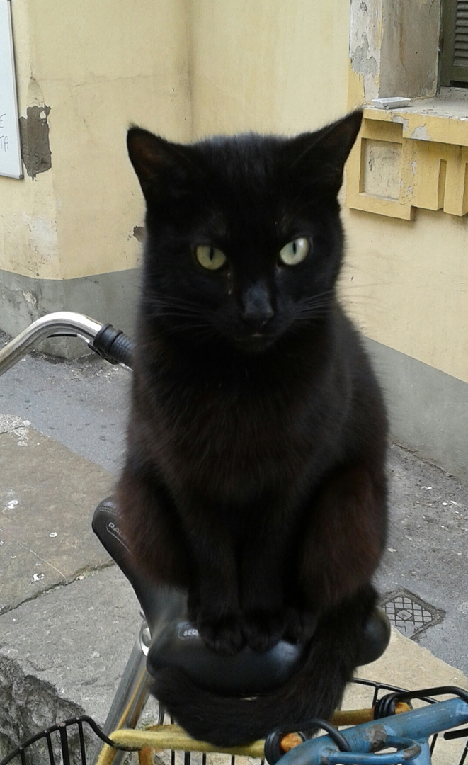 Gatto nero