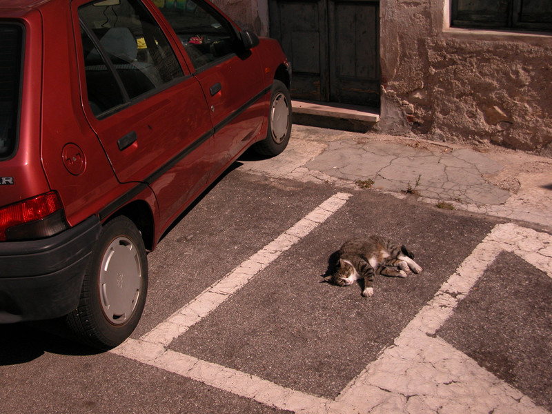 gatto parcheggiato