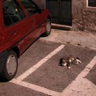 gatto parcheggiato