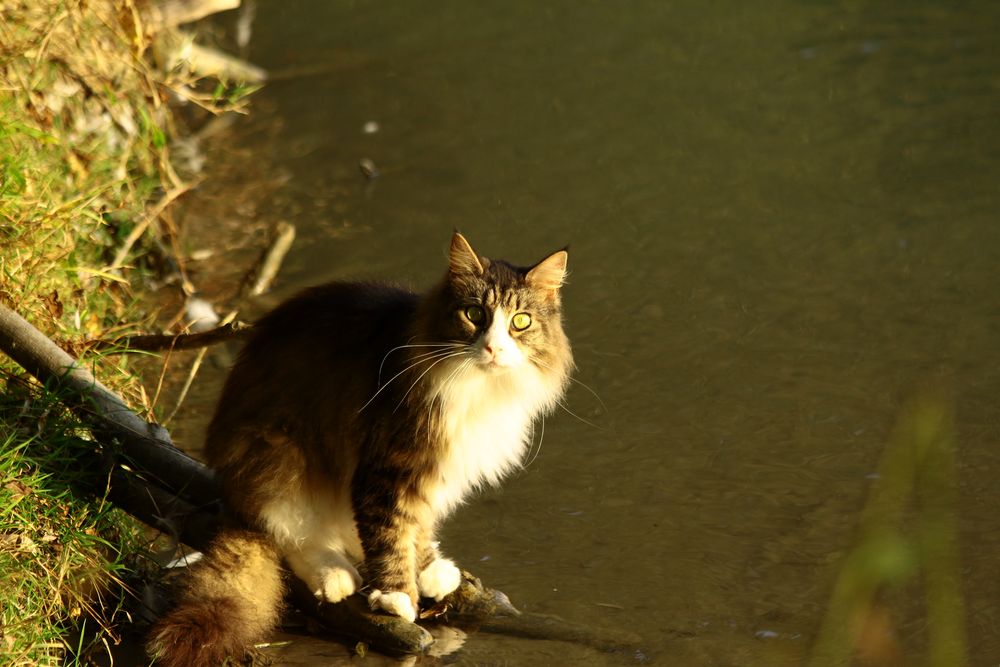 Gatto pescatore.