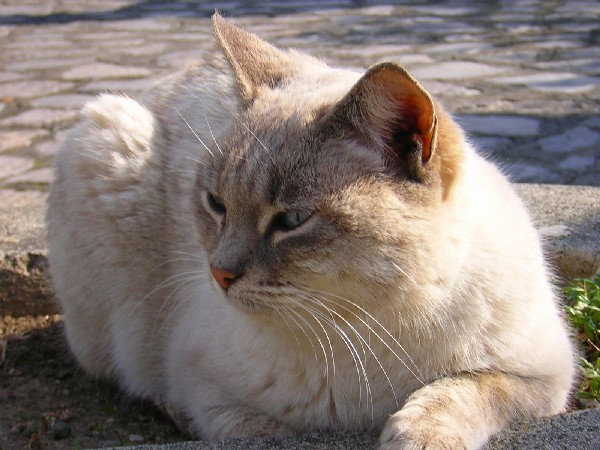 gatto randagio