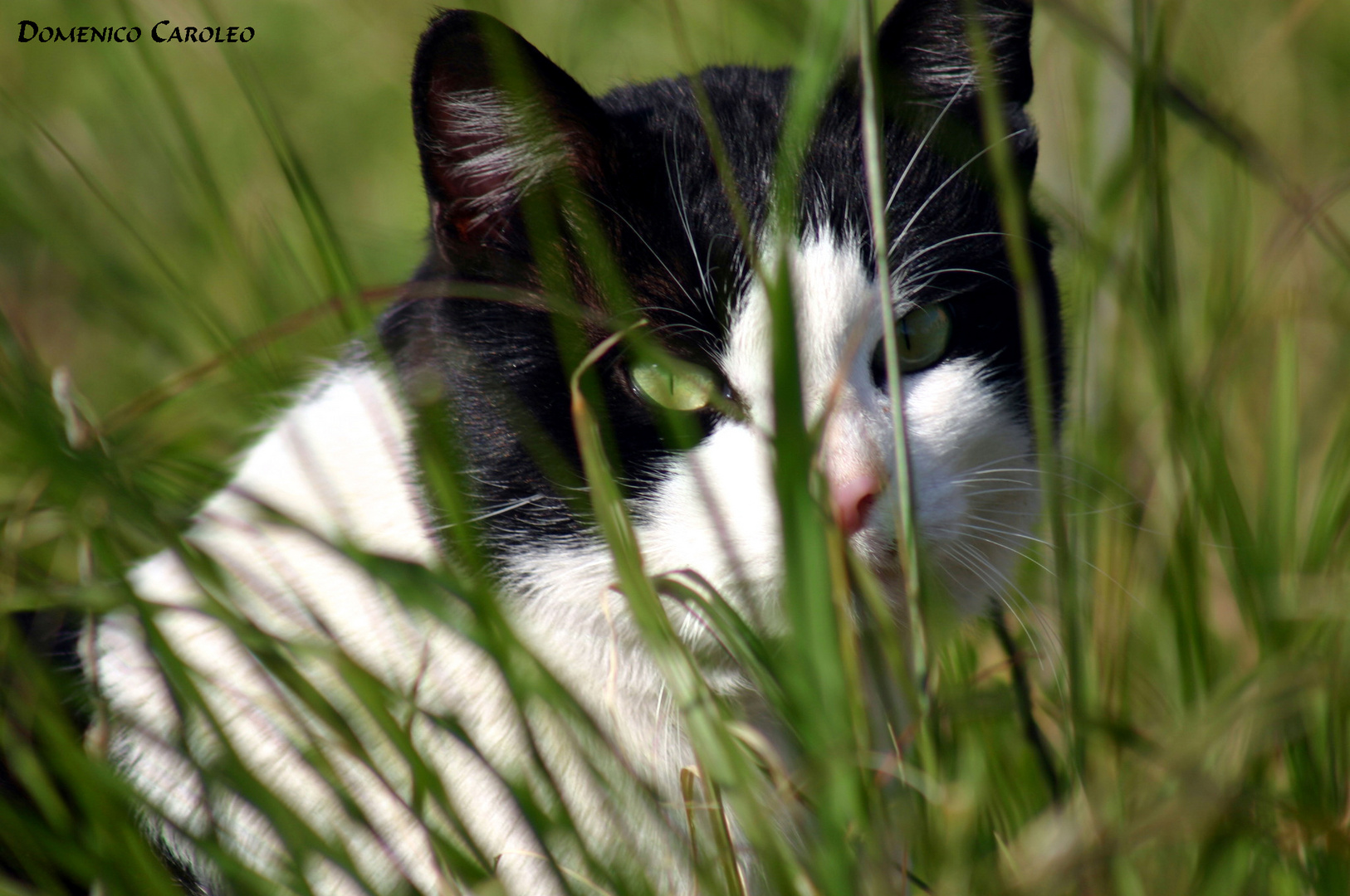 gatto randagio