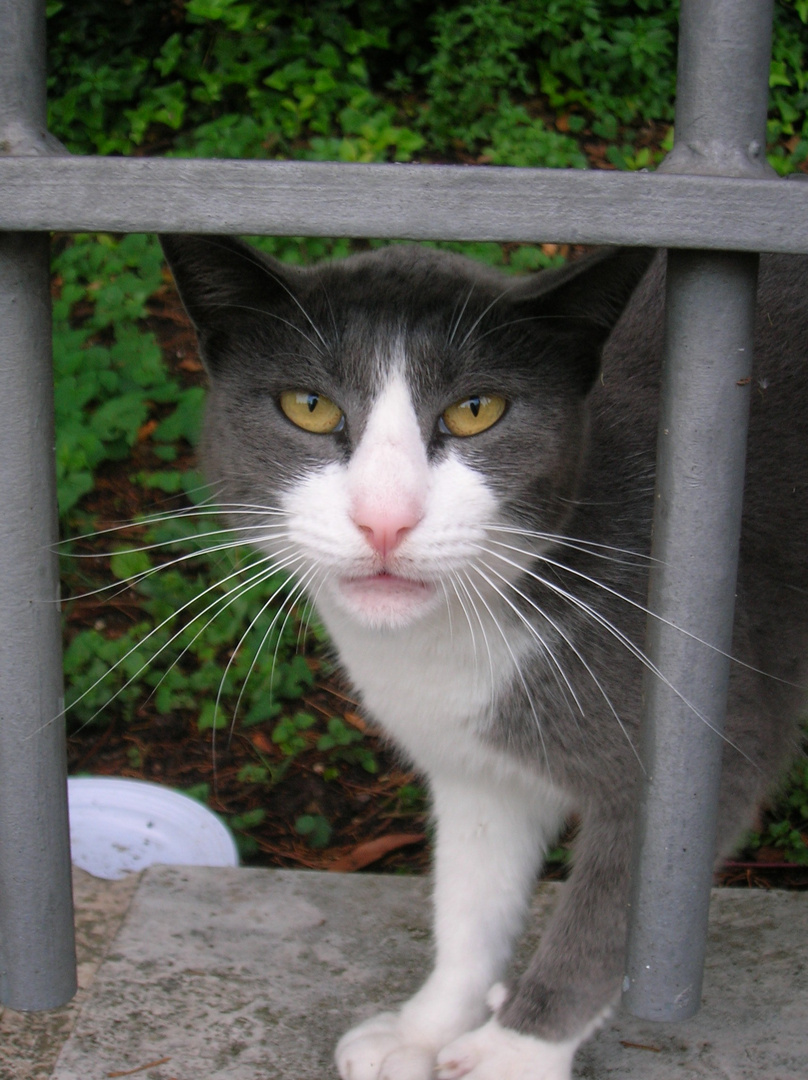 Gatto Romano 1 Foto Immagini Animali Animali Domestici E Da Cortile Gatti Foto Su Fotocommunity