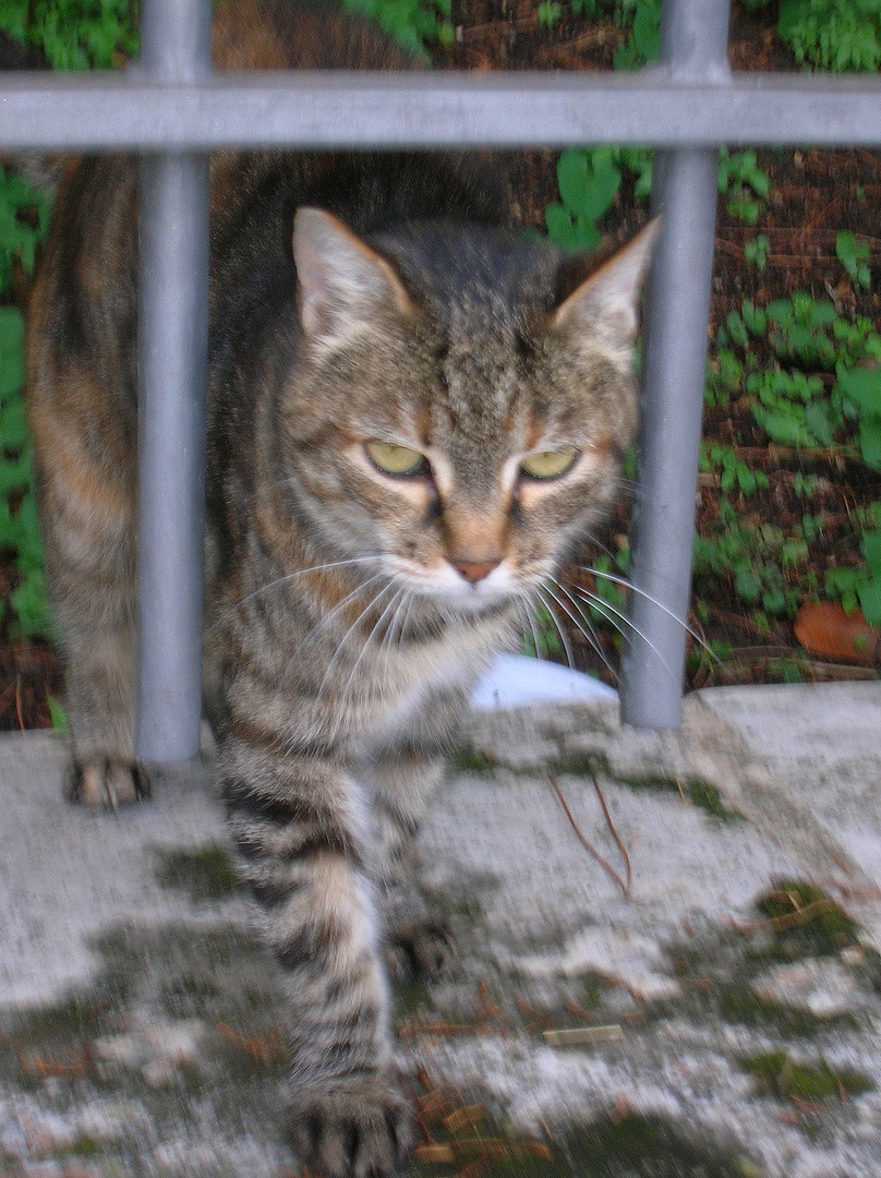 Gatto Romano 3 Foto Immagini Animali Animali Domestici E Da Cortile Gatti Foto Su Fotocommunity