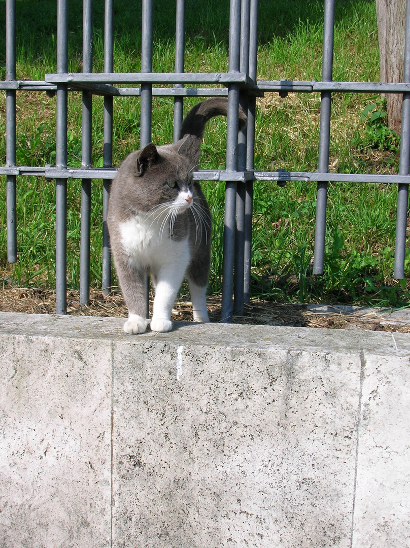 Gatto Romano Foto Immagini Animali Animali Domestici E Da Cortile Gatti Foto Su Fotocommunity