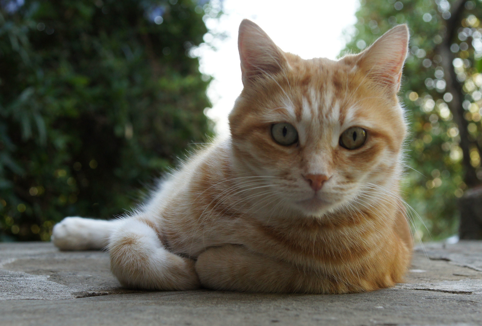 Gatto Rosso 1 Foto Immagini animali, gatti, soggetti Foto su