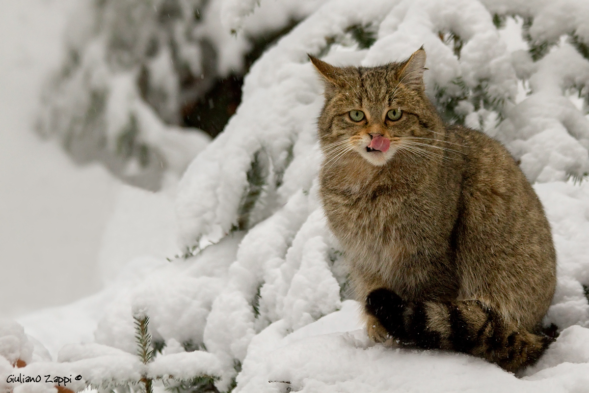 Gatto selvatico 3 (Felis silvestris)