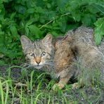 Gatto selvatico con preda