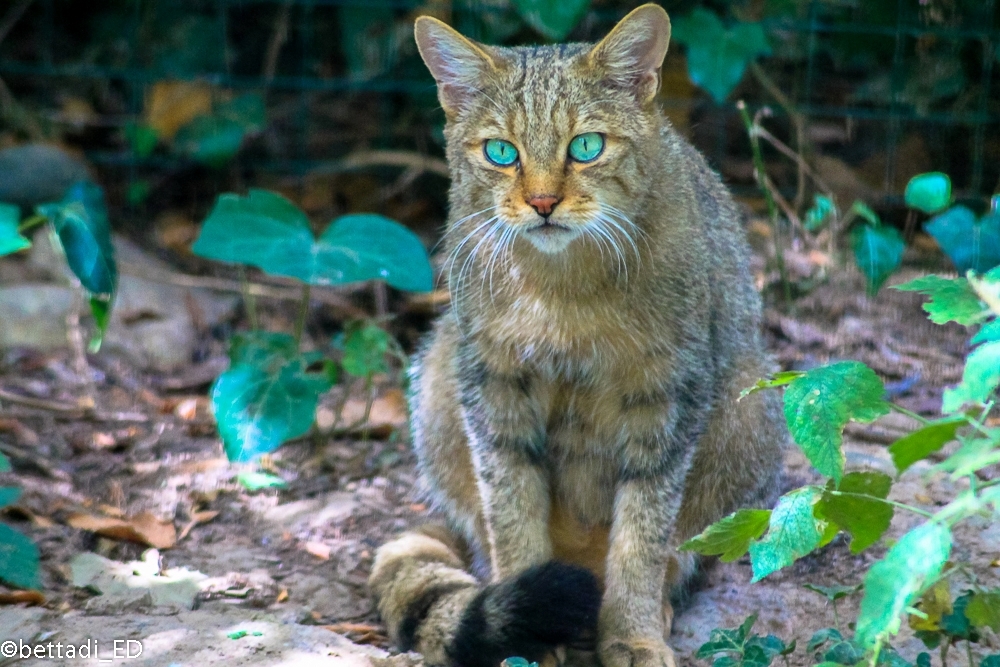 Gatto selvatico