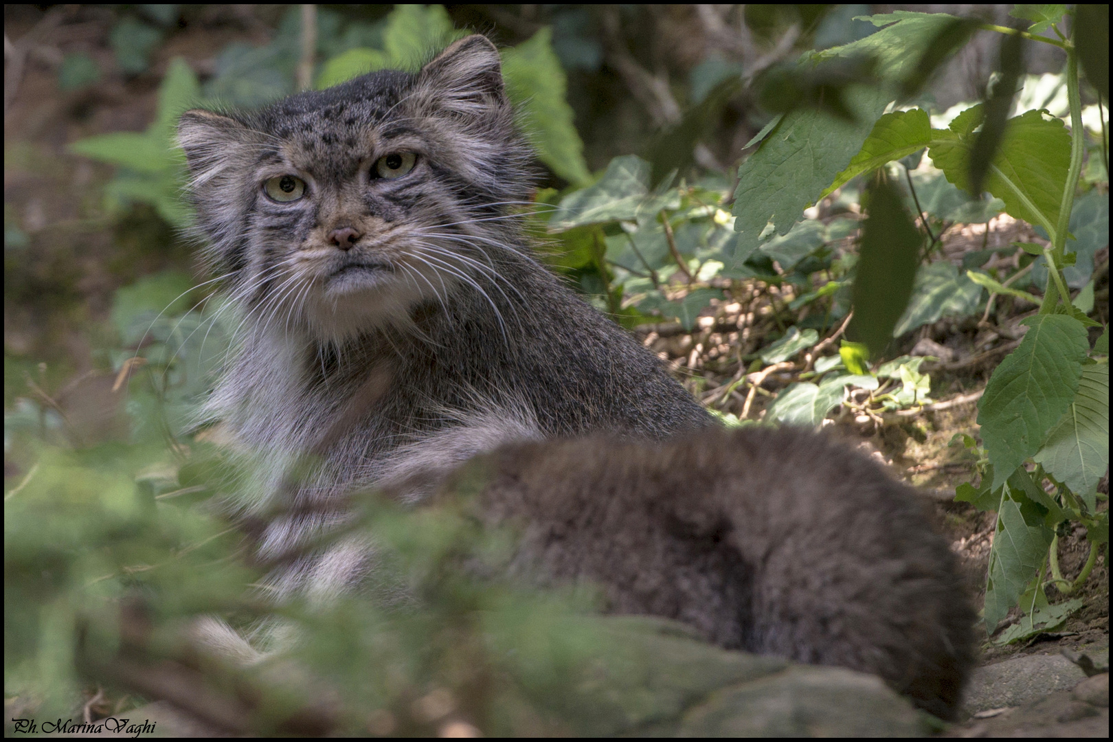 Gatto selvatico Europeo