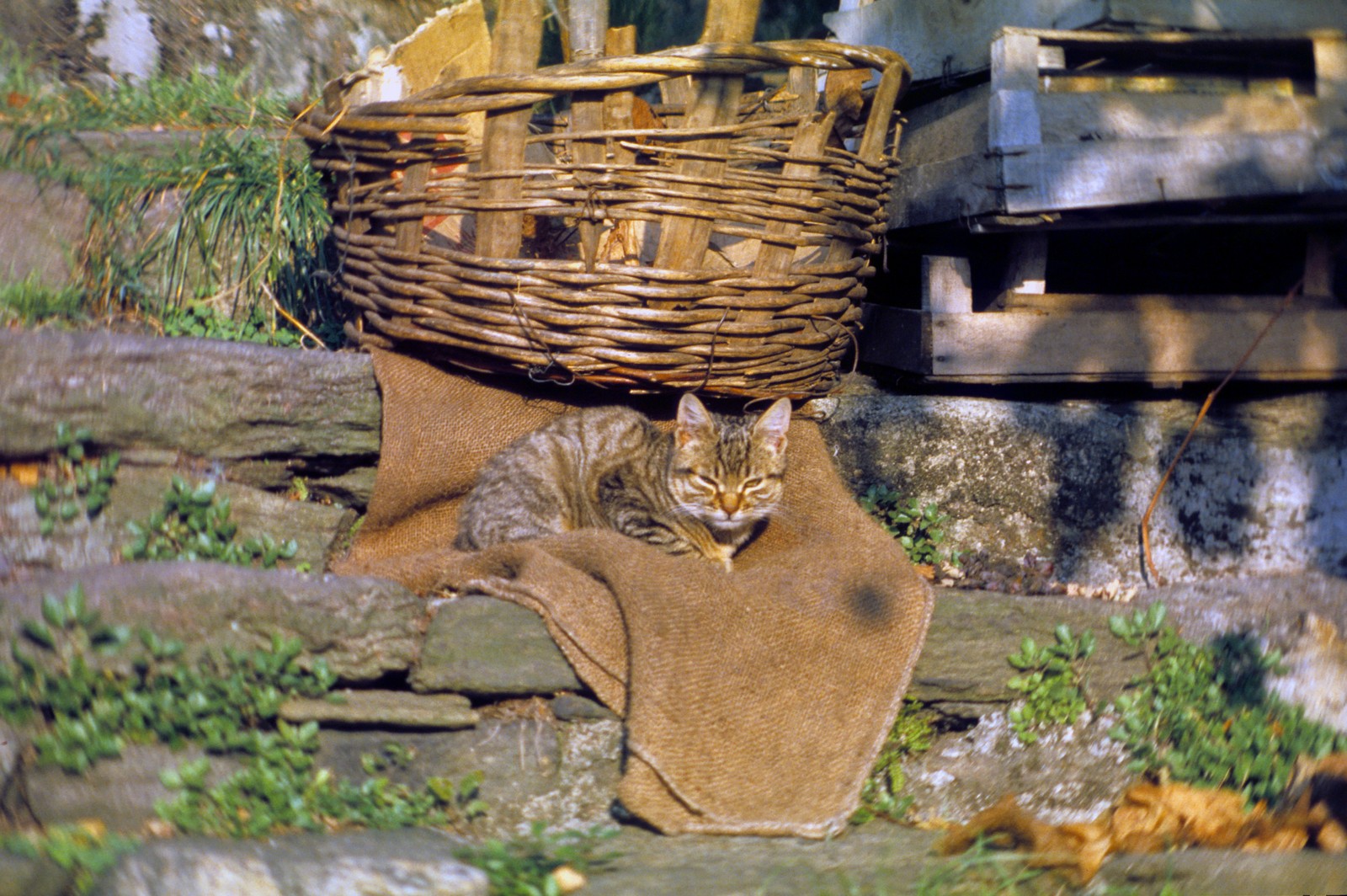 gatto sormione