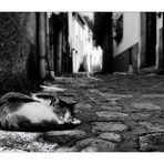 Gatto sornione