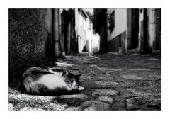 Gatto sornione