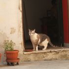 gatto totò