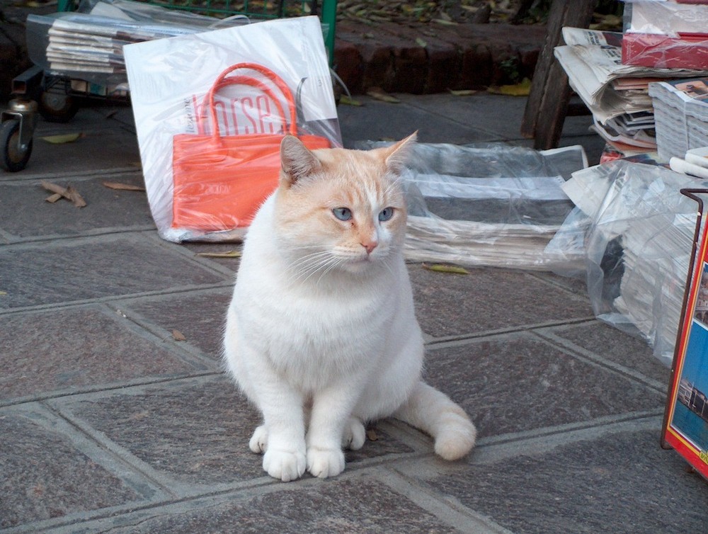 gatto veneziano