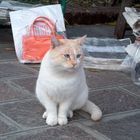 gatto veneziano