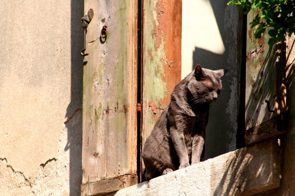 Gatto veneziano