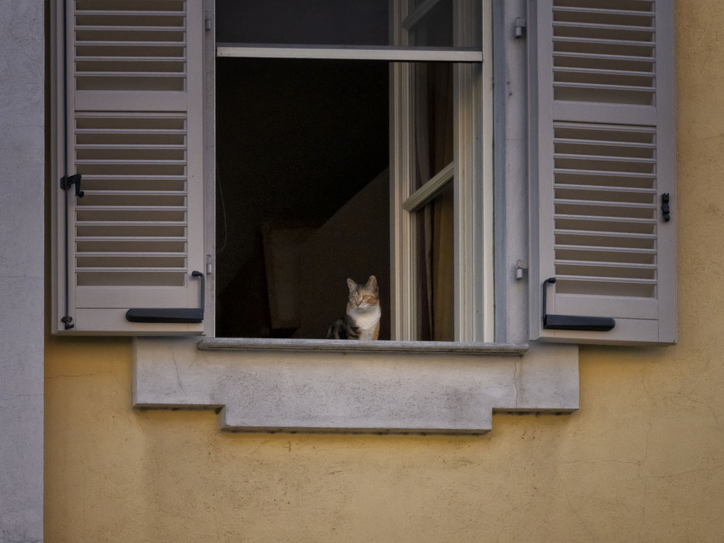 Gatto Vercellese in finestra