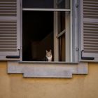 Gatto Vercellese in finestra