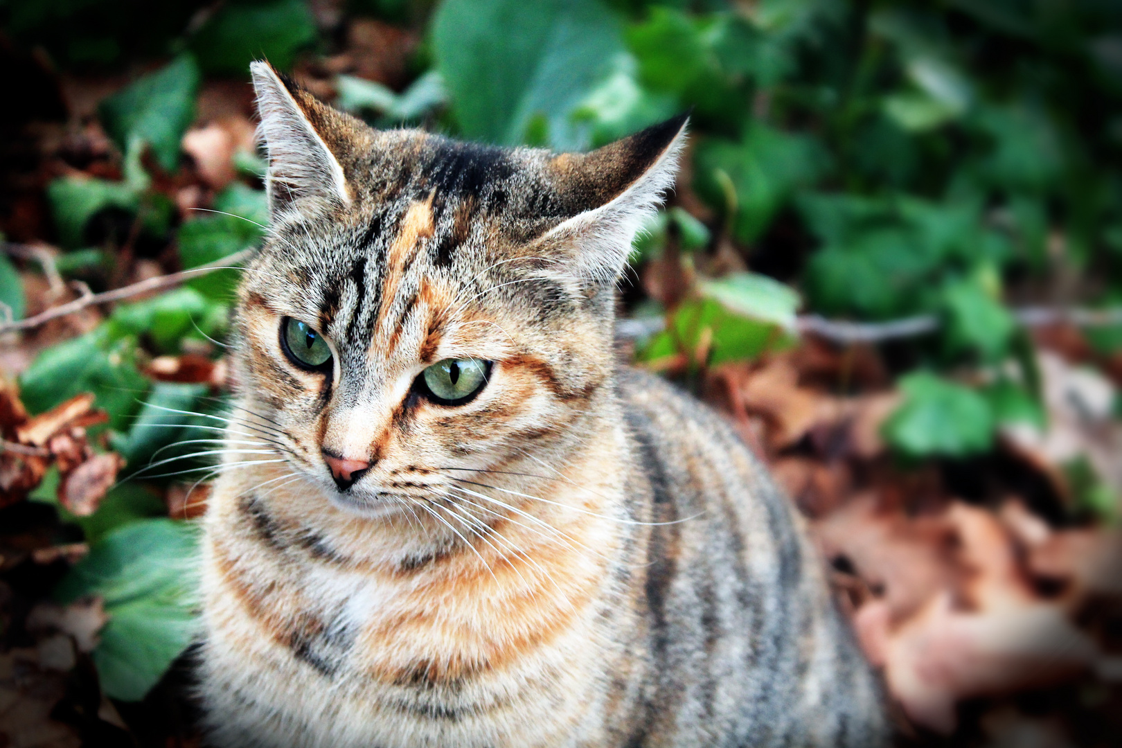 gatto villa pamphili II