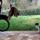 gatto vs cavallo