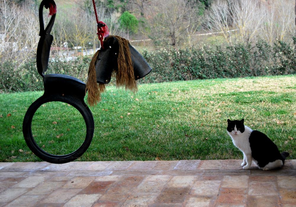 gatto vs cavallo von oreana tomassini 