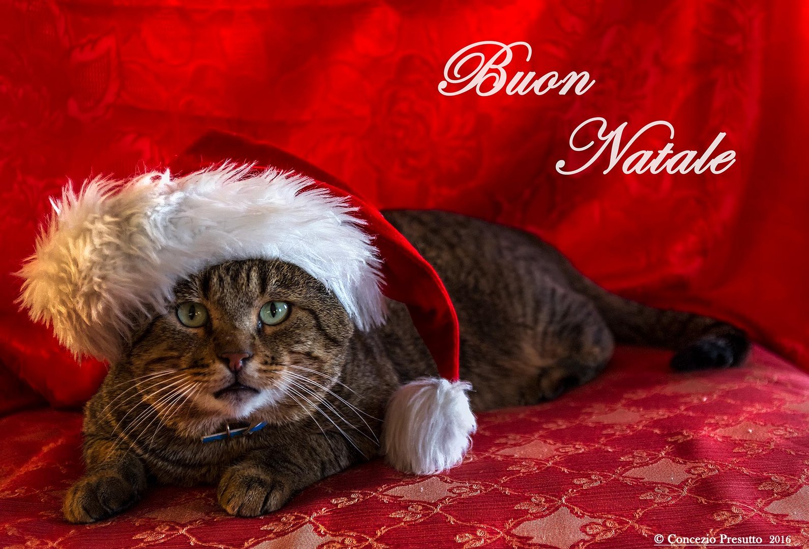 Gatto..Natale