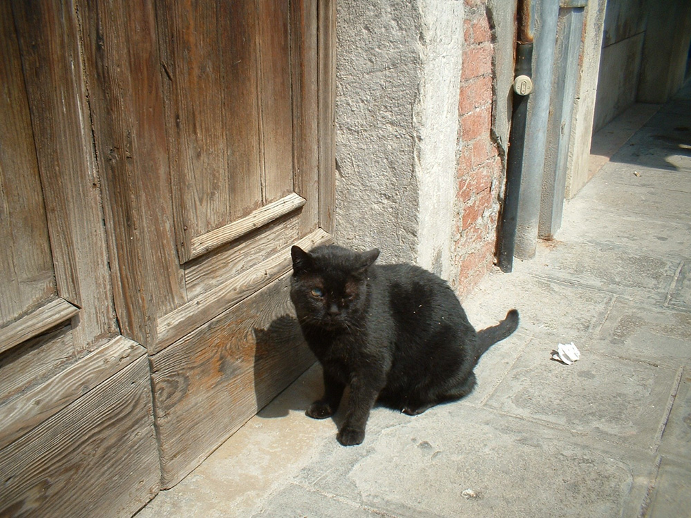 gattone randagio a Venezia