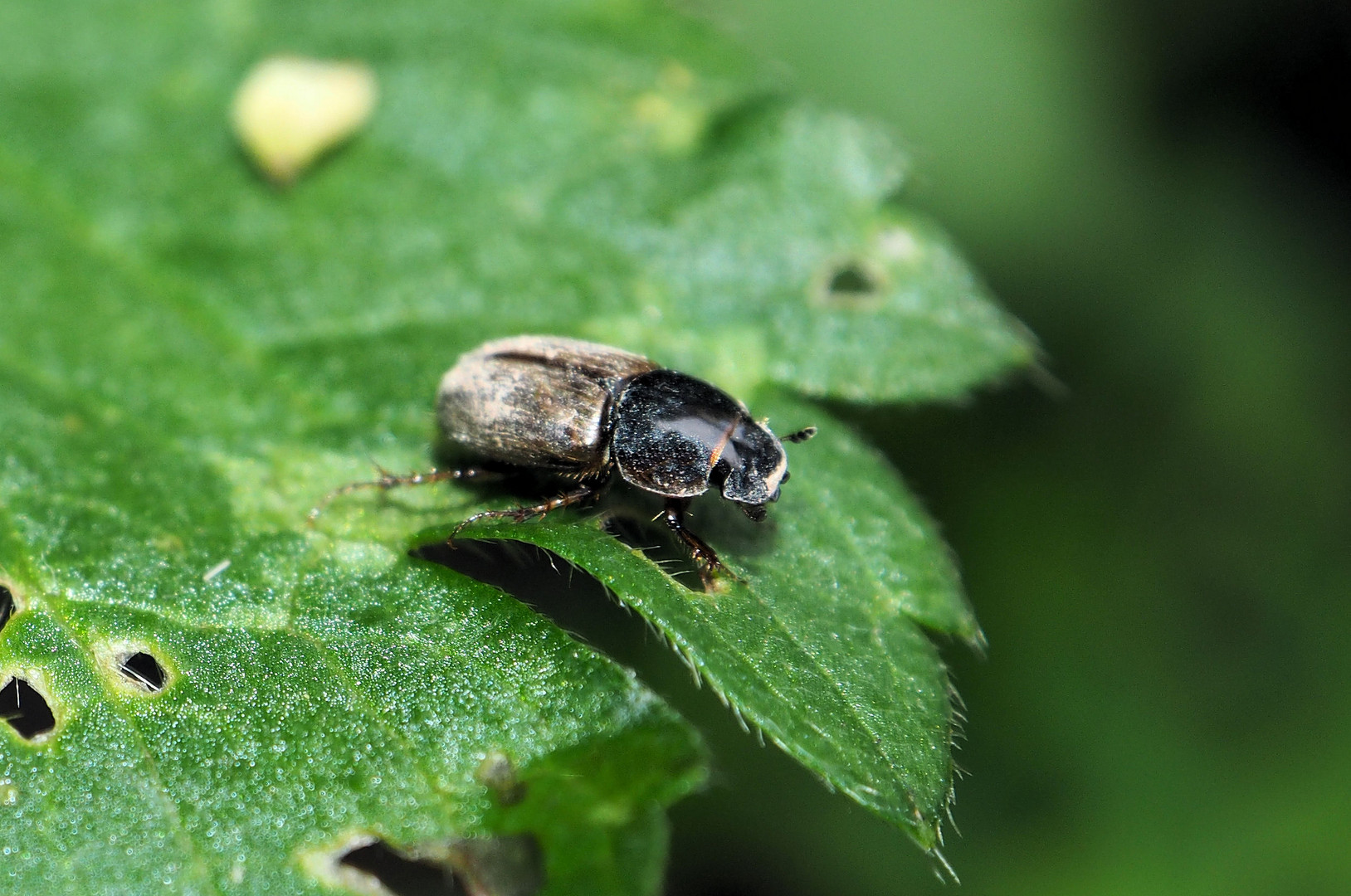 Gattung Aphodius