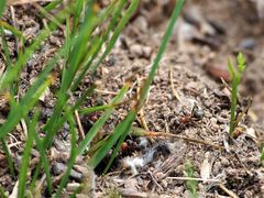 Gattung Myrmica