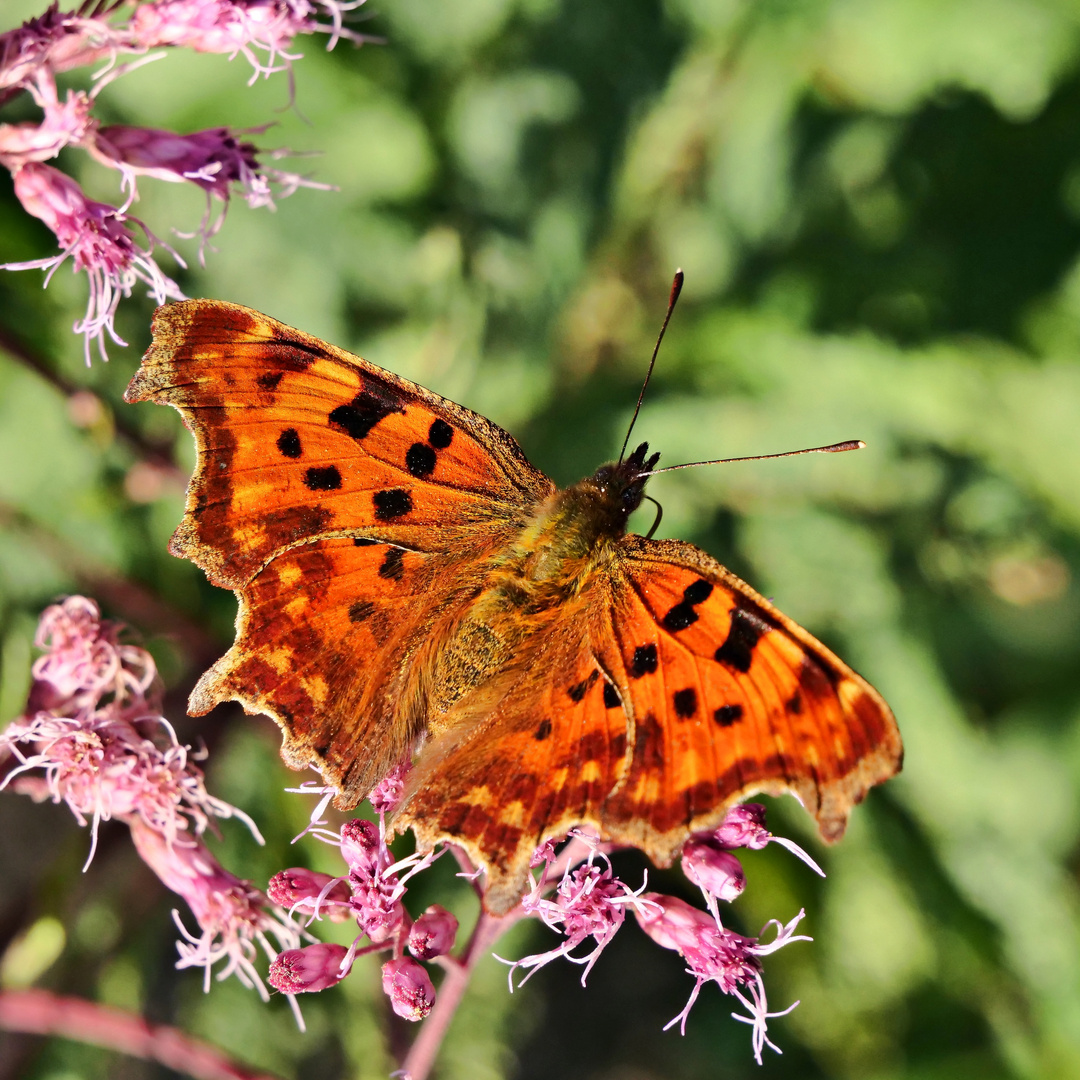 Gattung Polygonia