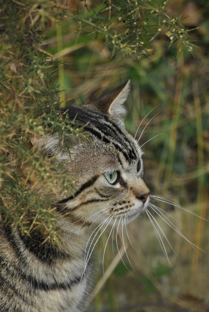 GATUNO