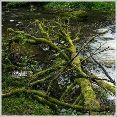 Gauchachschlucht-2024-005