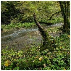Gauchachschlucht-2024-009