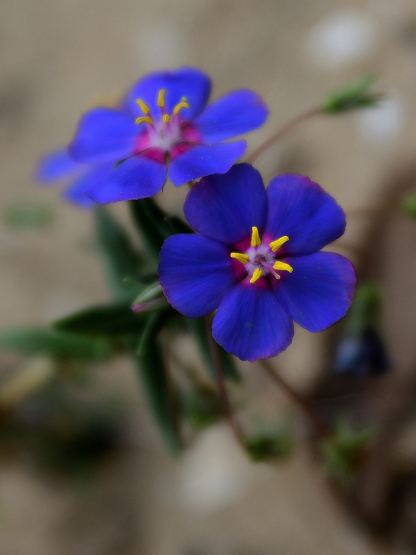 Gauchheil (Anagallis monelli), Blue pimpernel, Muraje de hoja de lino