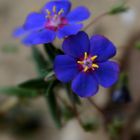 Gauchheil (Anagallis monelli), Blue pimpernel, Muraje de hoja de lino