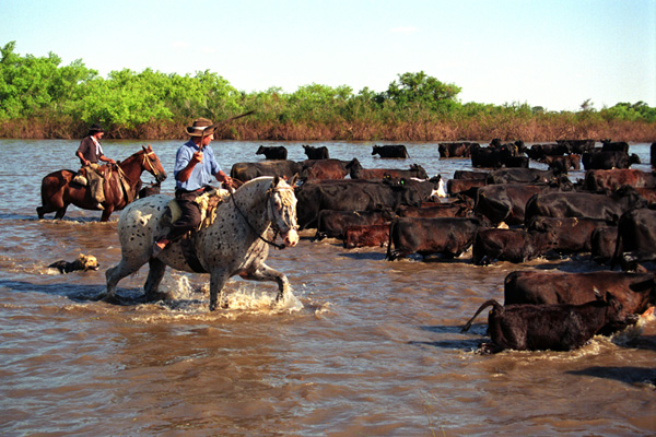 gaucho