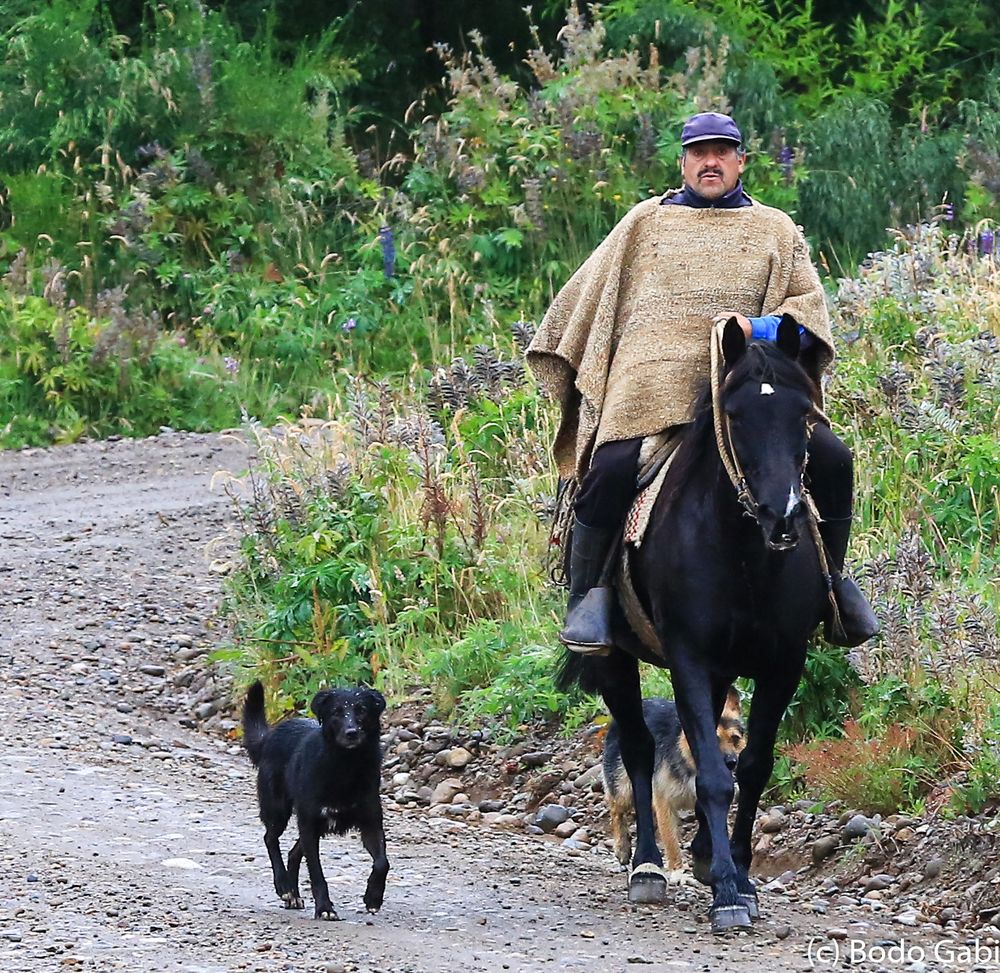 Gaucho