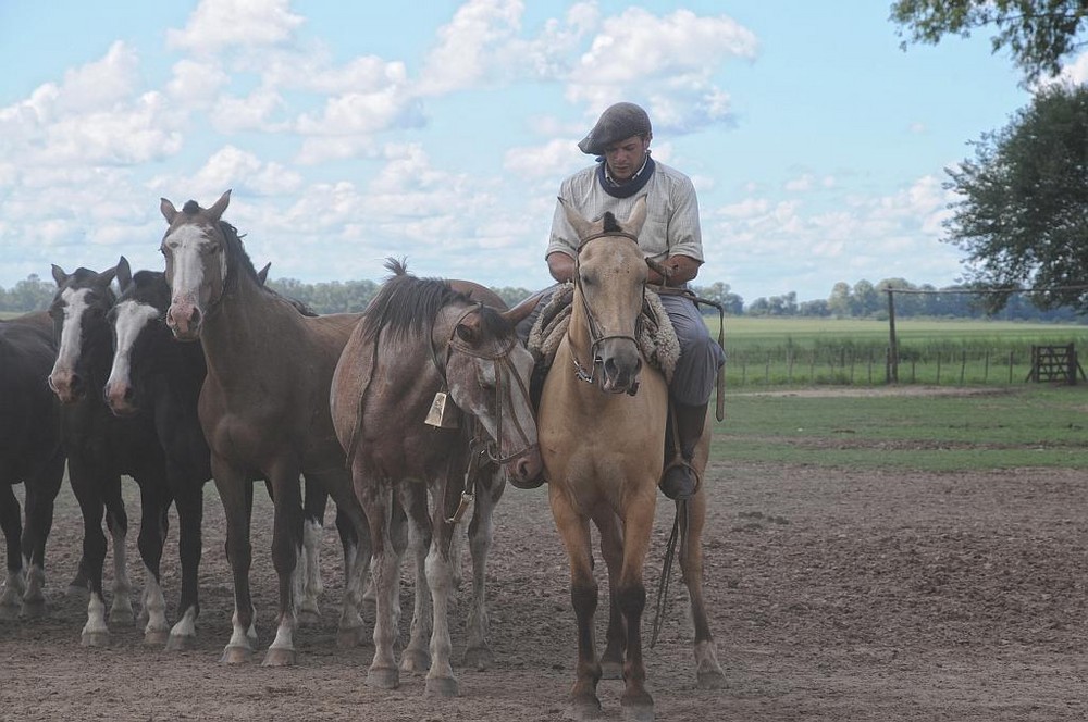 Gaucho at work