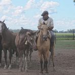 Gaucho at work