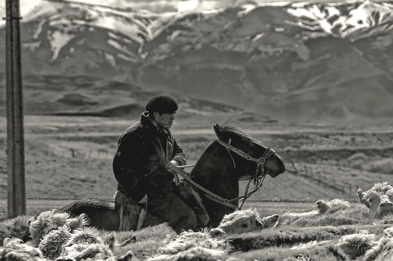 ... Gaucho beim Viehtrieb ...