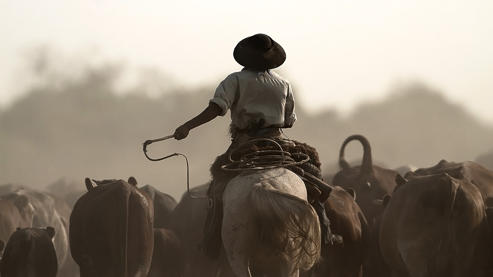 Gaucho Foto & Bild | south america, argentina, región noreste (nordost